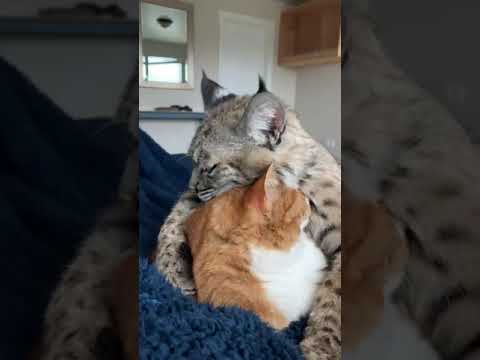 Bobcat Loves His House Cat Friend