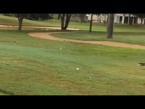 Bird Has Fun Bouncing Golf Ball