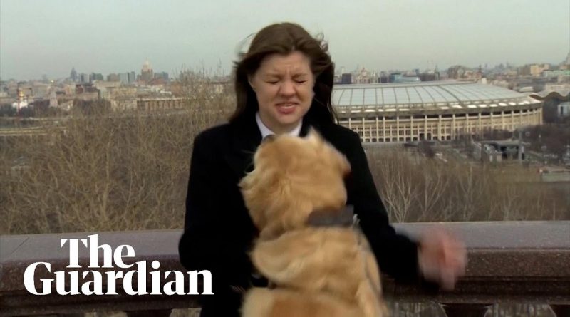 Dog Borrows Reporter's Microphone During Live Report
