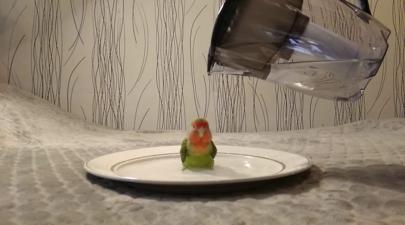 Lovebird Parrot Enjoys Having A Bath In A Plate
