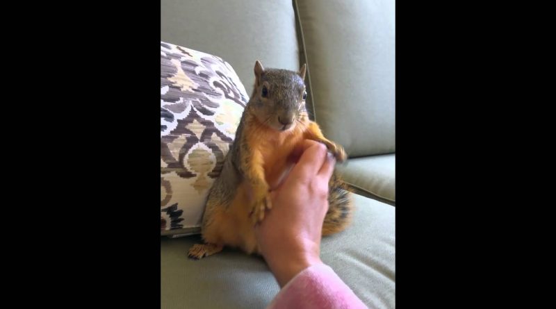 Rocky The Squirrel Loves Playing With Her Human