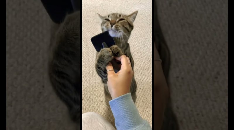 Cat Enjoying Self-Combing