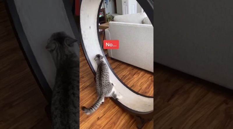 Cat Learns To Use A Cat Treadmill