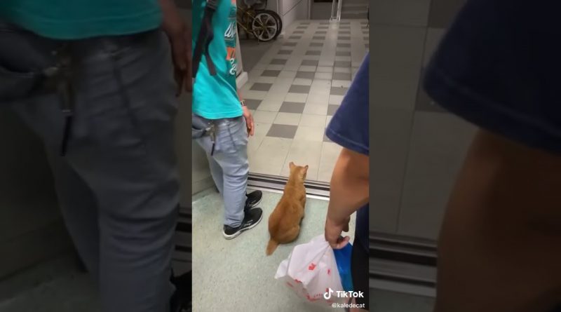 Cat Rides The Elevator To Get Home