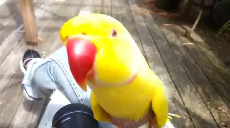 Parrot Asks A Question When It Is About To Be Mischievous
