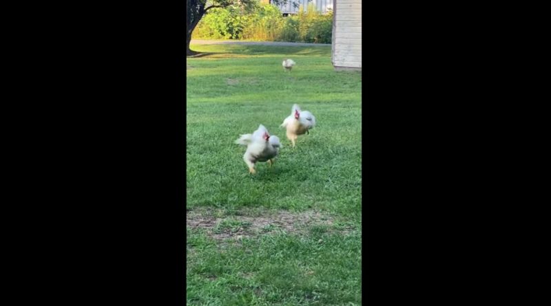 Quirky Chickens Waddling Quickly To Their Human 🐔
