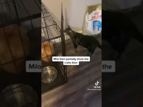 Cat Locks Dog In Crate To Get More Attention From Humans