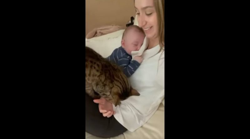 Cat Tries To Cuddle With Human Mommy And Baby 👶 🐈 👩