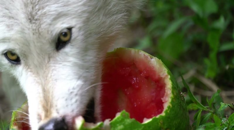 Wolves Enjoying Watermelon 🐺 🍉 😋