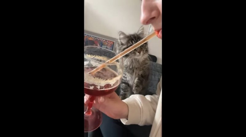 Kitten Perplexed By Drink Going Up And Down A Straw