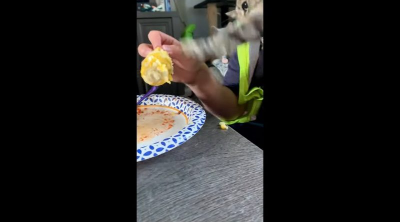 Cat Goes Wild For Corn On The Cob 🌽 🐈