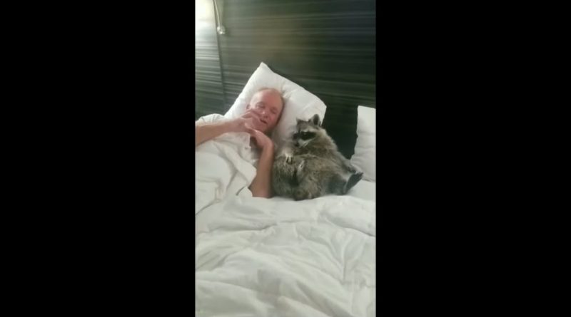 Raccoon Enjoys Bedtime Tickles