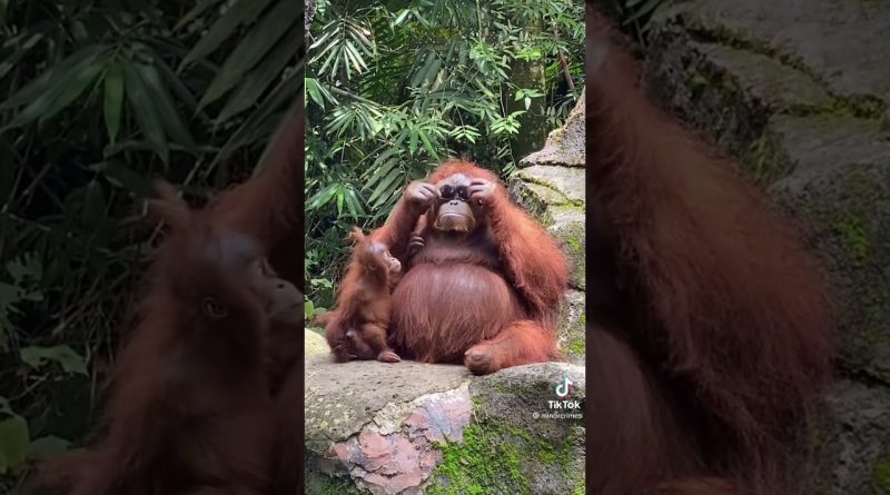 Orangutan Enjoys Trying On New Sunglasses 👓