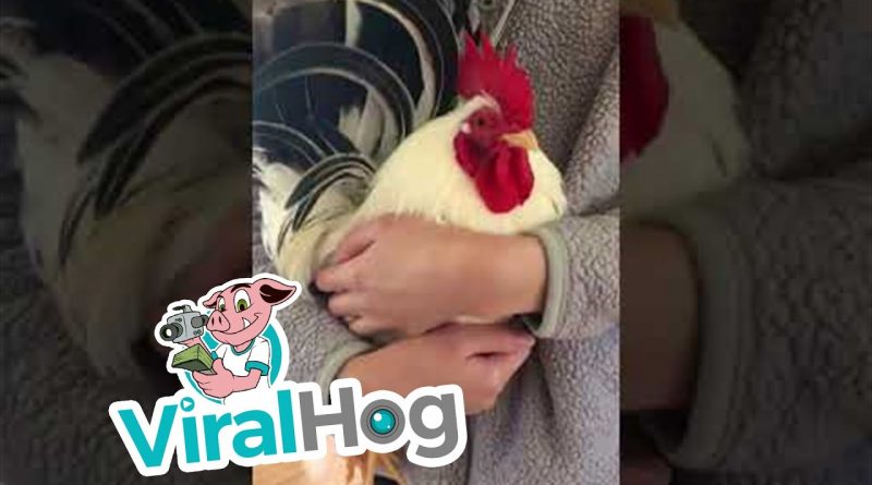 Koji The Rooster Sprints To Human Friend For Hugs