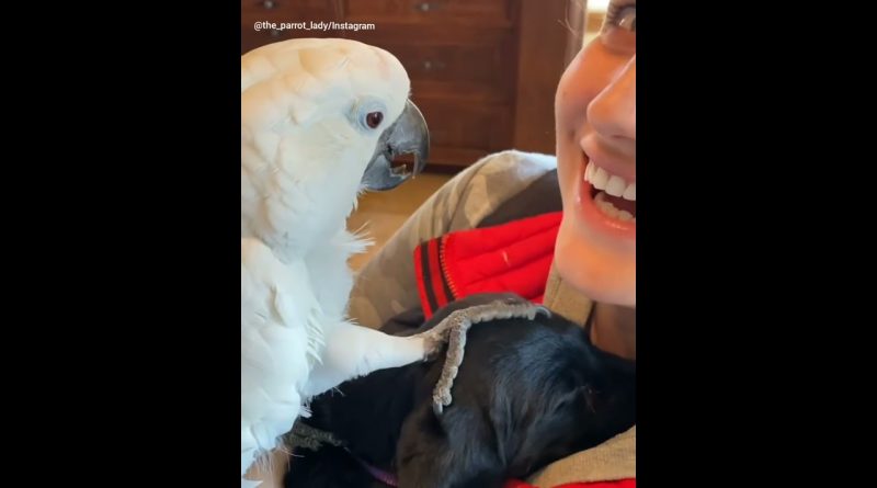 Parrot Tells New Puppy Friend That He Loves Him 🦜 🐶 ❤