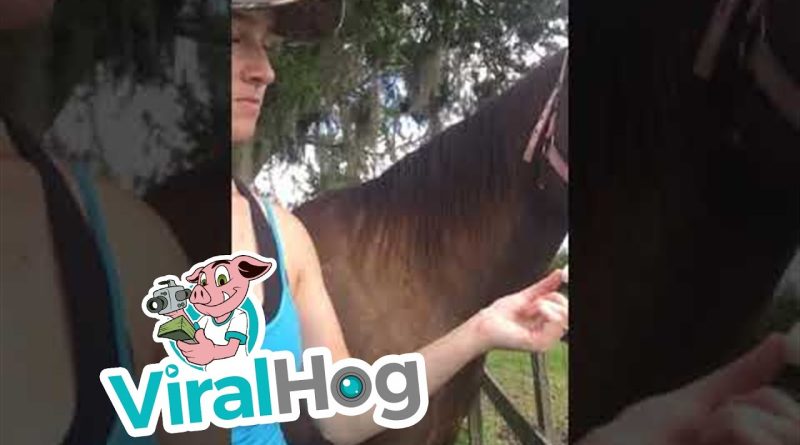 Horse Tries Sugar Cubes For The First Time