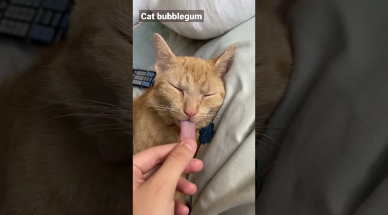 Cat Bubblegum 🐈