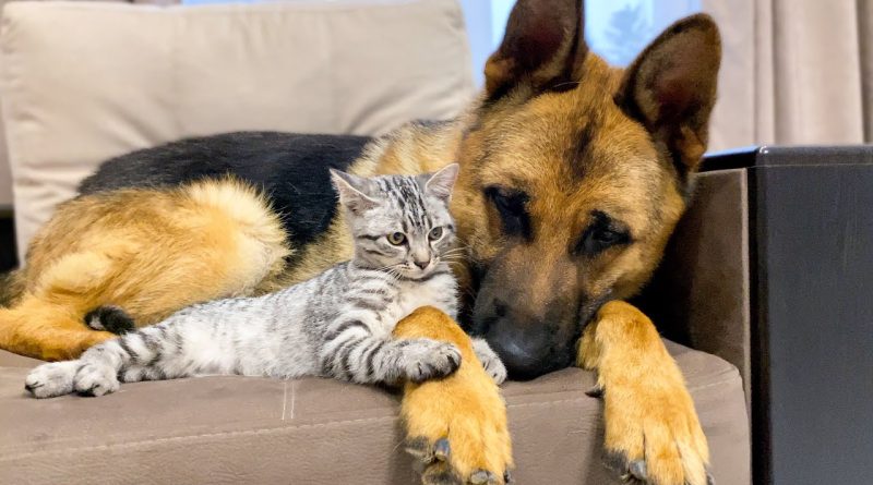 Kitten Has The Two Best Puppy Dog Friends 🐕 🐶 ❤ 😺