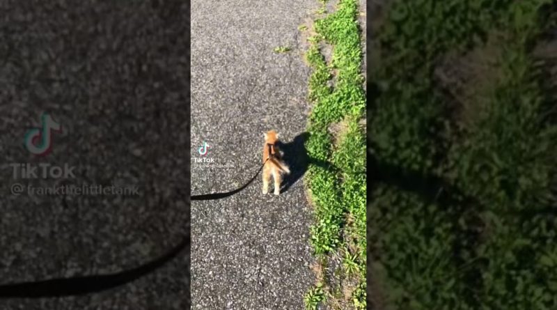 Kitty Cat Has A Lot Of Fun On Their First Walk