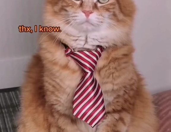 Walter The Cat Likes His New Tie