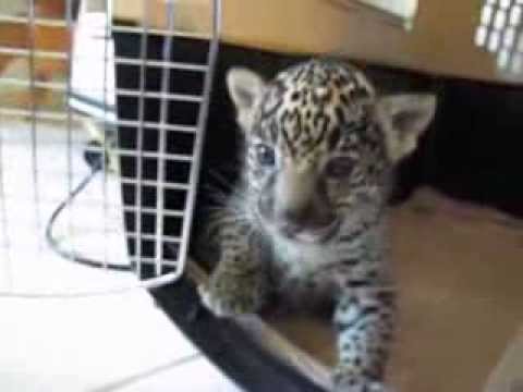 Baby Jaguar Cub Nibbles On Finger And Lets Out A Mighty Roar