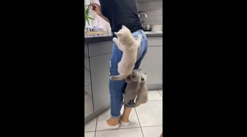 Hungry Kittens Climb Their Human Mommy To Get Food Faster
