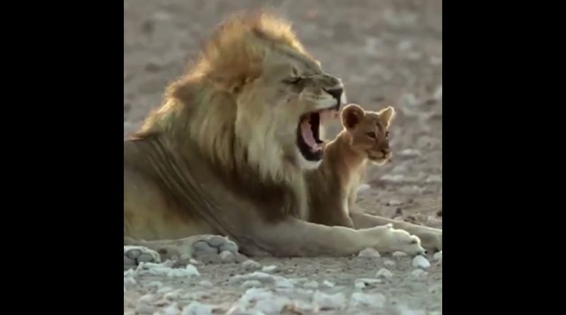 Lion Adorably Wrestles With His Daughter 🦁