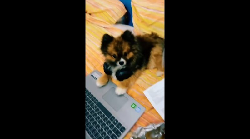 Pomeranian Has A Cute Response To Being Asked To Pay Some Bills