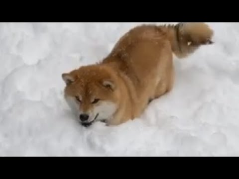 Shiba Plays In The Snow