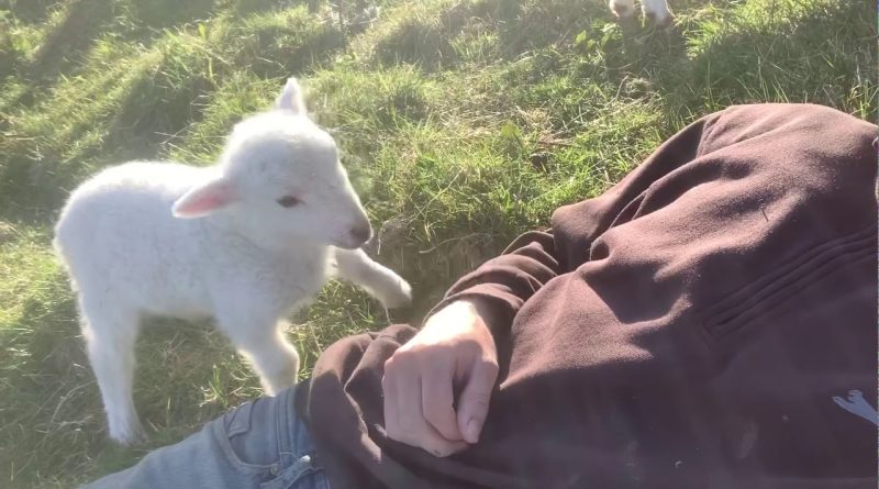 Cute Lamb Wants Human Attention