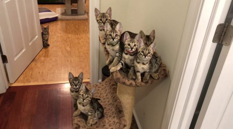 Kittens Practice Synchronized Staring 😍 😺