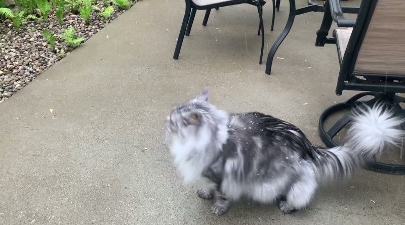 Kitty Immediately Changes His Mind About Being Outside