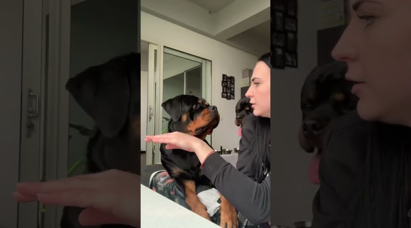 Dog Kisses Hand It Thinks It Accidentally Bit