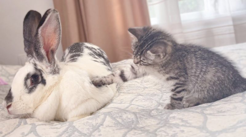 Kitten Is Trying To Be Best Friends With A Bunny 😸 🐰