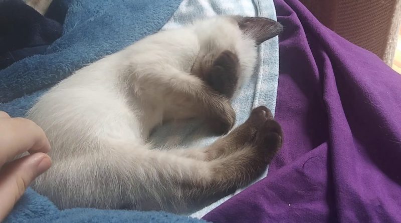 Adorable Siamese Kitten Gets Tucked In For A Nap