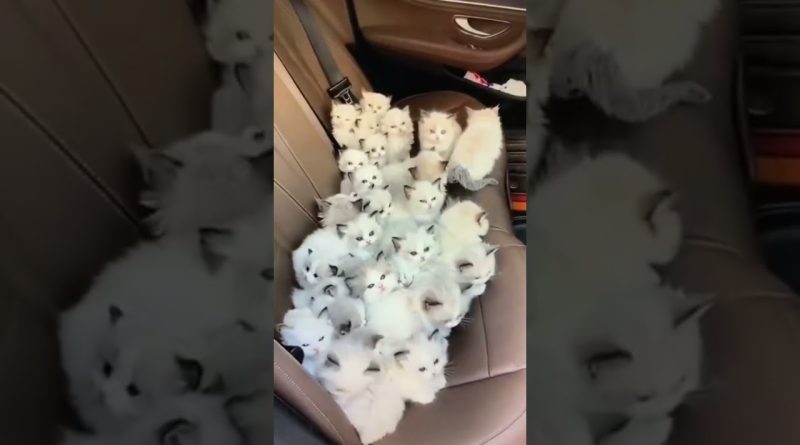 This Car Is Filled With Cuteness