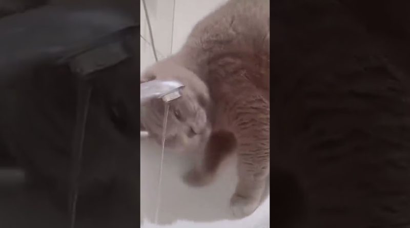 Cat Takes A Shower In The Sink