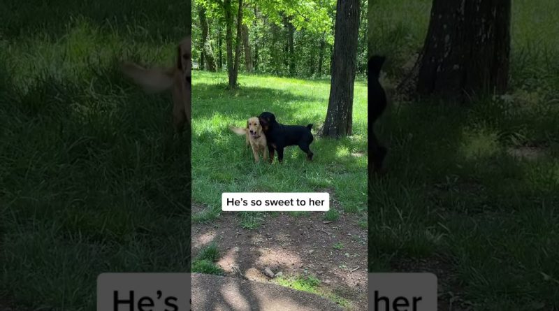 Golden Retriever And Rottweiler Become Best Friends