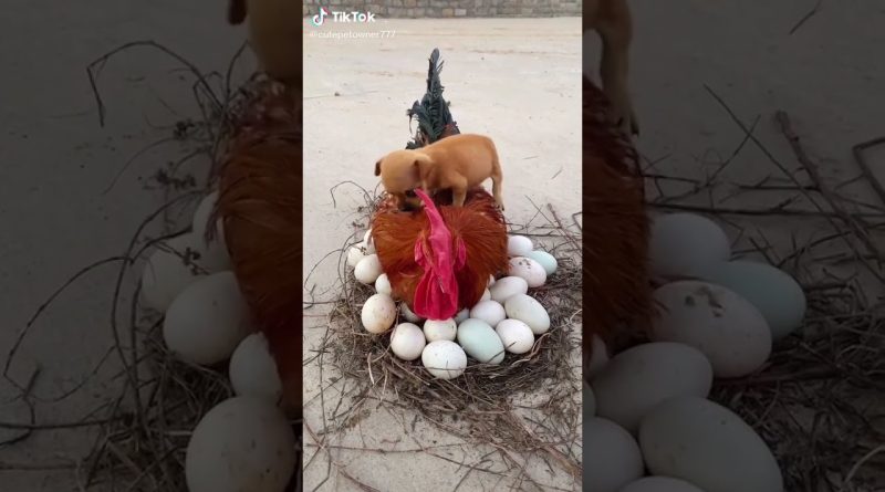 Cute Dog Finds Warm Spot On Top Of Chicken
