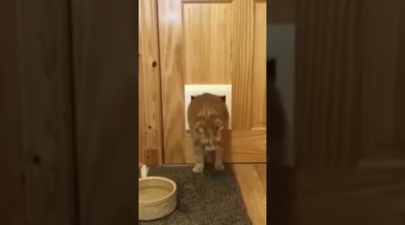 Husky Cat Has Some Issues Navigating The Cat Door