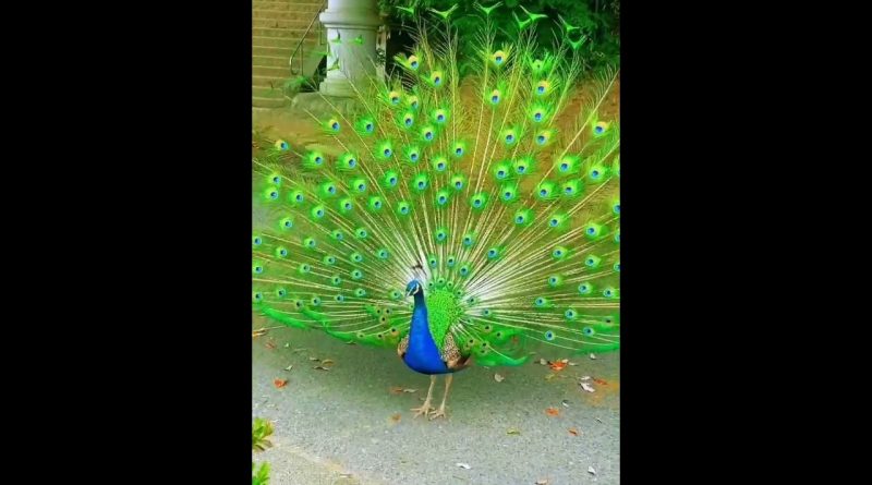 Peacock Shows Off His Beautiful Feathers