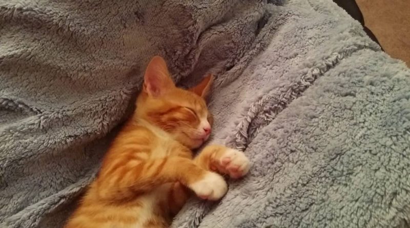 Orange Kitten Is Funny And Enjoying Life