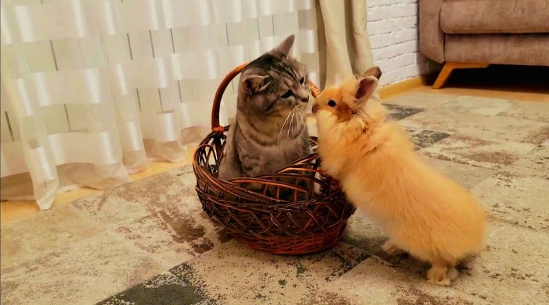 Rabbit Demands Attention From Cat Friend 🐰 🐈