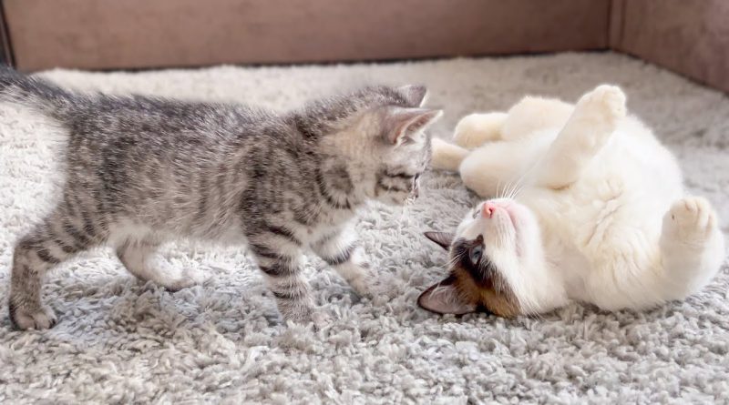 Kitten Wakes Up The Cat For Playtime Kitten 😸 🐈