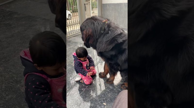 Huge Dog Is Very Gentle With Little Human Friend