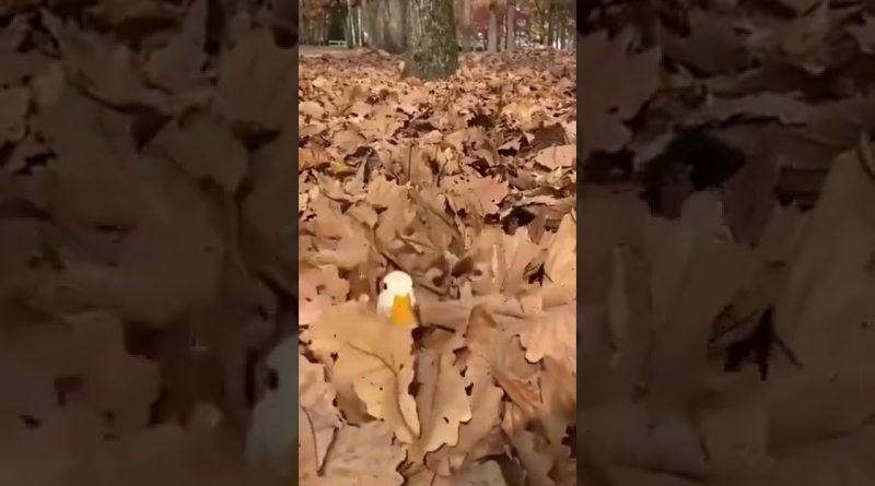 Cute Duck Playing In Pile Of Leaves
