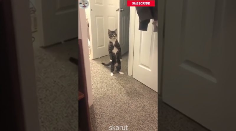 Cat Is Getting A Better View By Standing