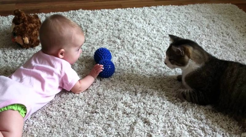 Cat And Baby Have A Conversation 🐈 👶