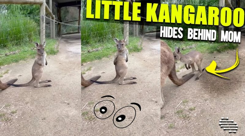Baby Kangaroo Hides Behind Mommy When They Hear A Loud Noise
