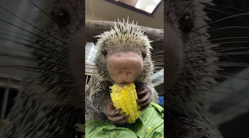 Rico The Porcupine Eating Corn On The Cob!